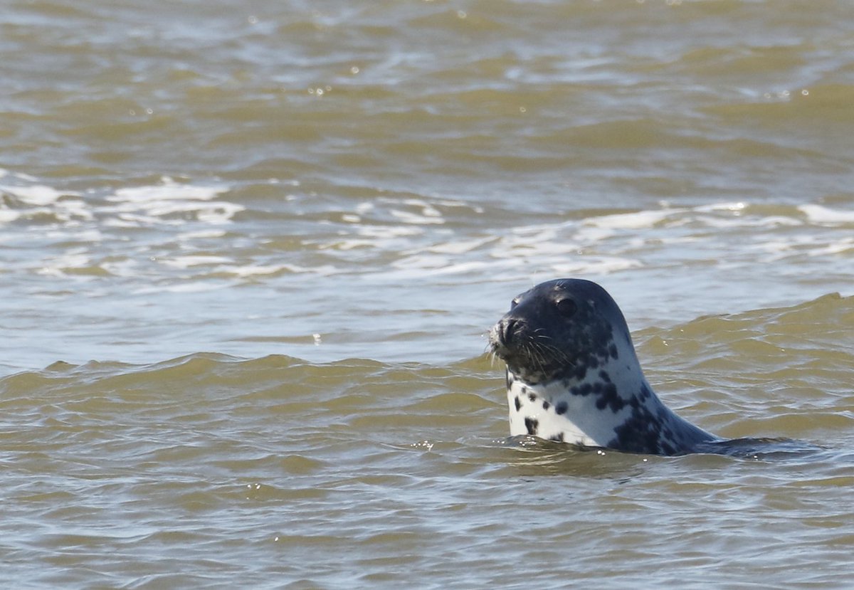 Glinsterende koppen in de Waddenzee en zeehonden op de zandbank. texelsezeehondentocht.nl  ReserverenTX25 0630829308