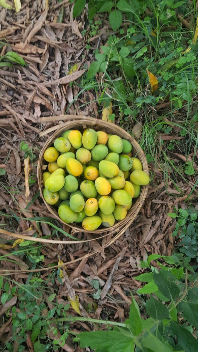 #VillageTourism

Wild flowers & ferns
The Jungle Trail
And the Loot ! (Fresh desi ripe Mangoes)
#KangraValley