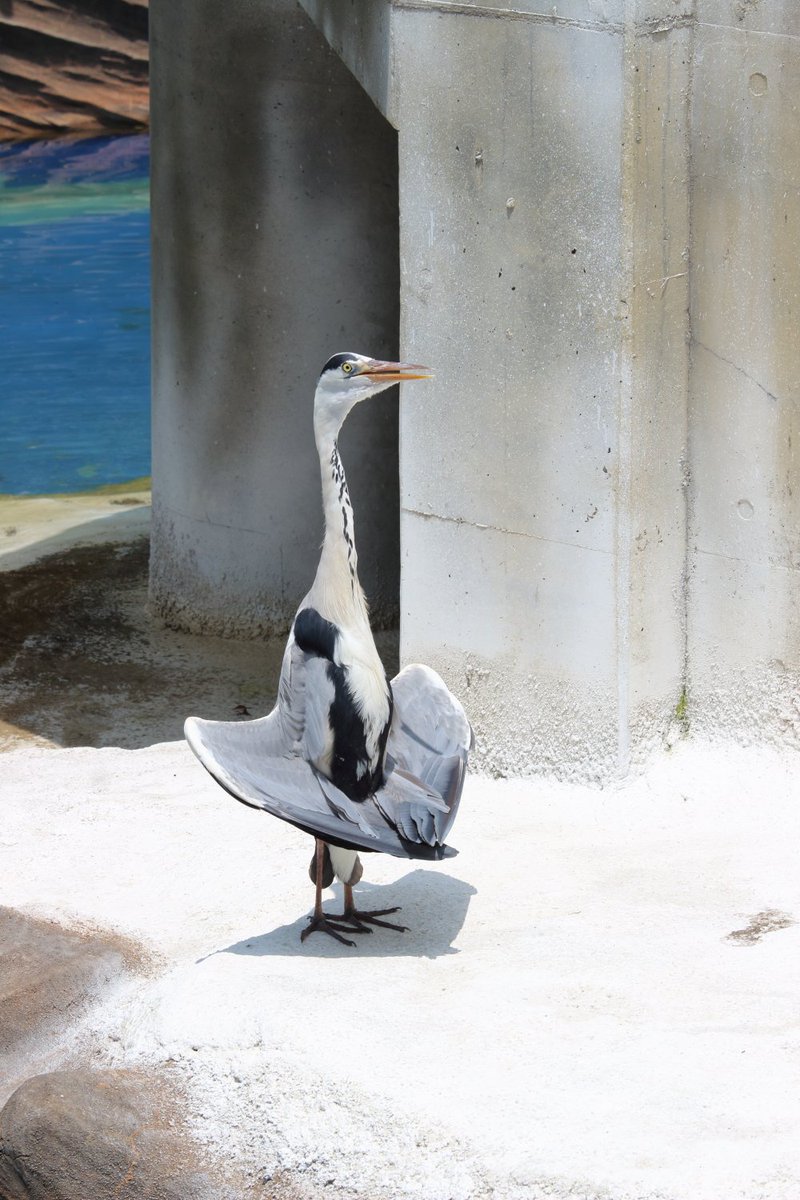 日光浴をするアオサギ先輩を目撃 鳥らしからぬその姿勢に驚きの声 Togetter