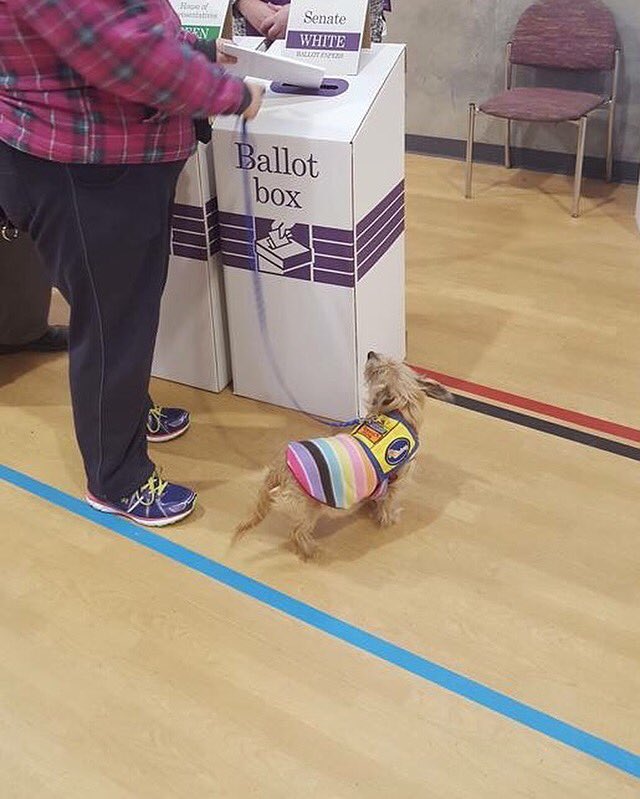 mindDogAU's tweet photo. VOTE #1 mindDog  #democracydogs https://t.co/gvKYxrwhCM