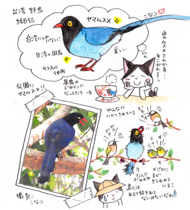 個展のためしばらく台湾に行っていたときのらくがき絵日記です。台湾の人に愛されている鳥「ヤマムスメ」に出会ったらくがきと、飛行機で暇だった時に描いたらくがきです。 