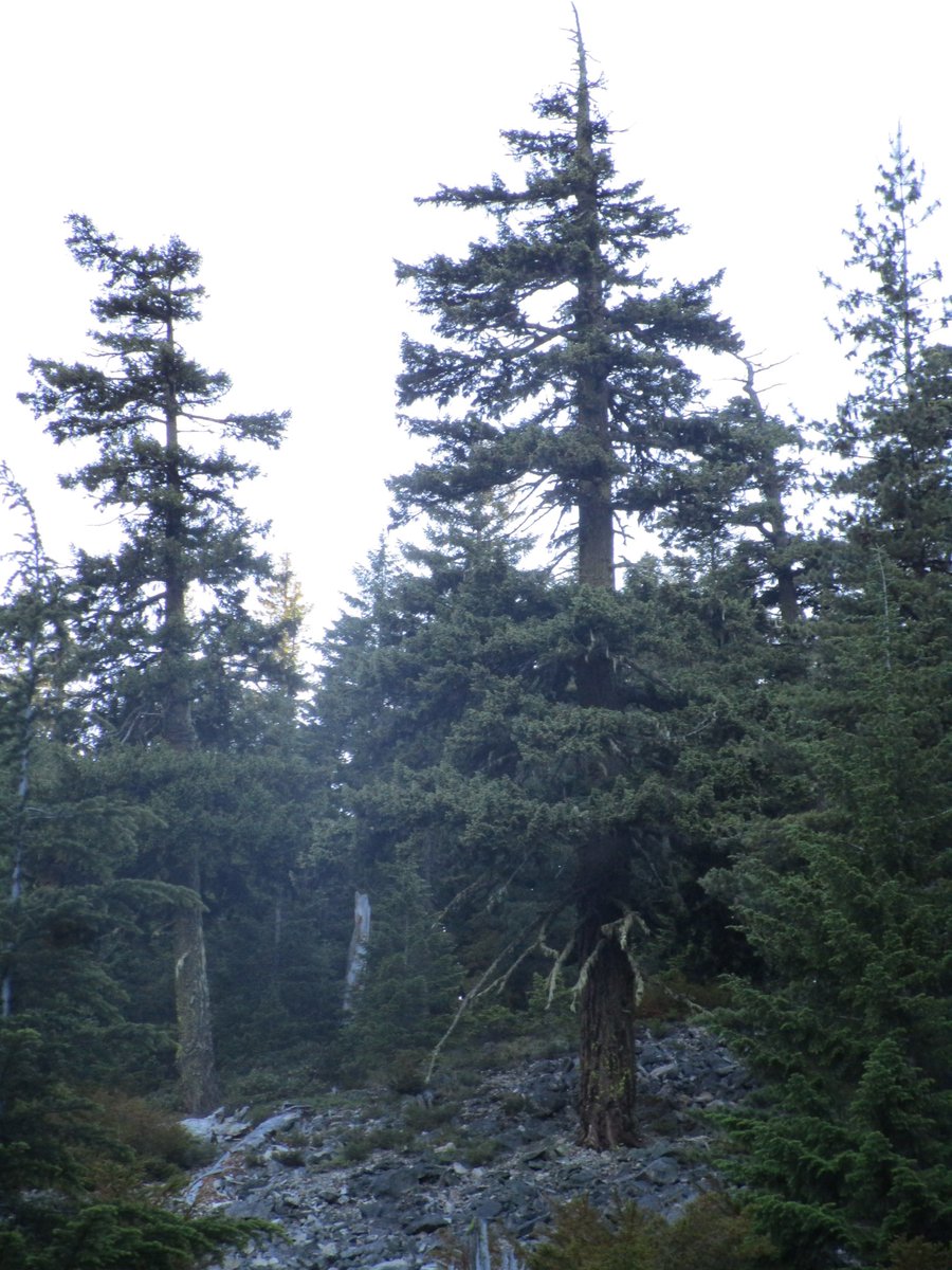 brewpacking's tweet photo. This is my fav tree. #pnw #backpacking #beer #hammock #camping #cascades #PDX #oldgrowth #brooktroutinthelaketoo https://t.co/donzuN7OJ2