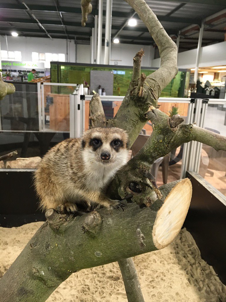 RS197768's tweet photo. Hello. What'ya doing here! This is my tree! https://t.co/GmekQL4A07