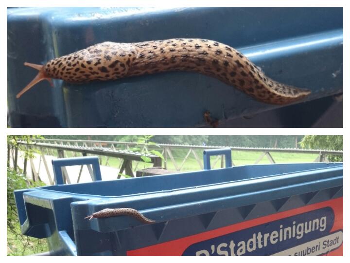 Die Monsterschnecken kommen #Sommer2016