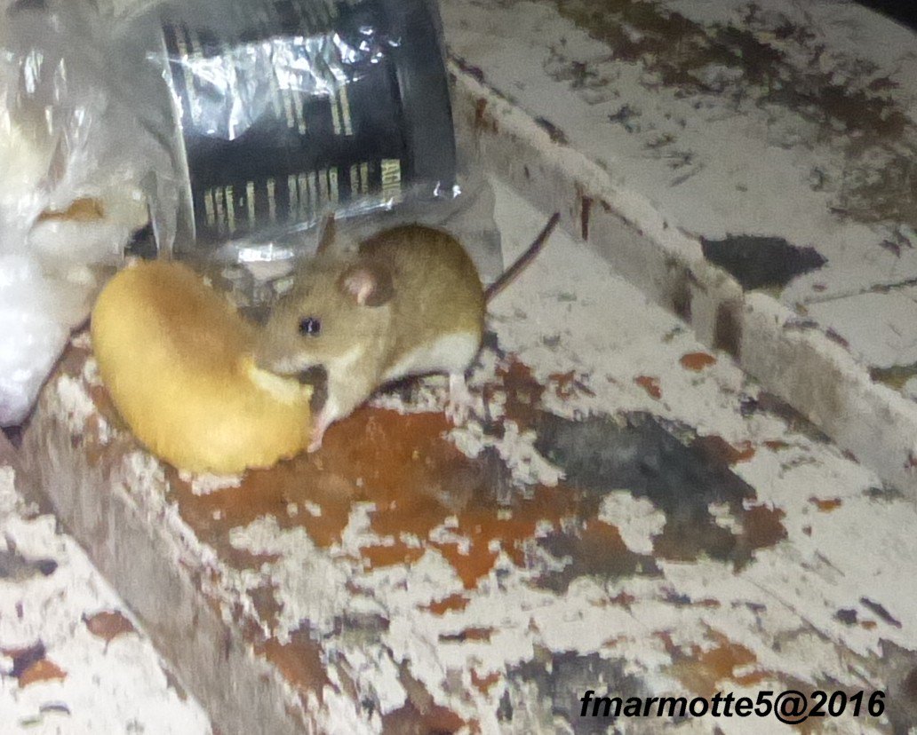 fmarmotte5's tweet photo. #Partage "Devine qui vient dîner ce soir ?" Cabane de #Carrette https://t.co/ICK8I47yuf