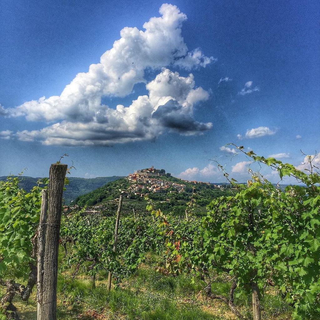 Vineyards around Montona #shareistria ift.tt/29cJYBo