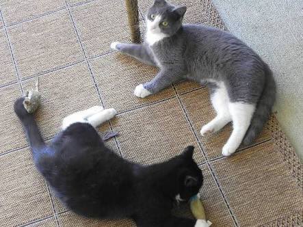 NamingCo's tweet photo. Client: 'Please name the black cat. The grey cat is already named 'Socks''. Our recommendation: 'Onesie' #NamedIt https://t.co/YjZT2ZoEb2