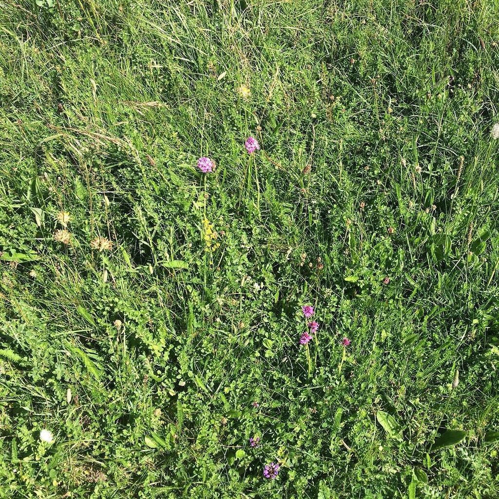 TheSouthDownsNT's tweet photo. Still a lovely show of pyramidal #orchids at #frogfirle with s late flowering kidney very happy #flowers #southdown… https://t.co/JbaFPp7T72