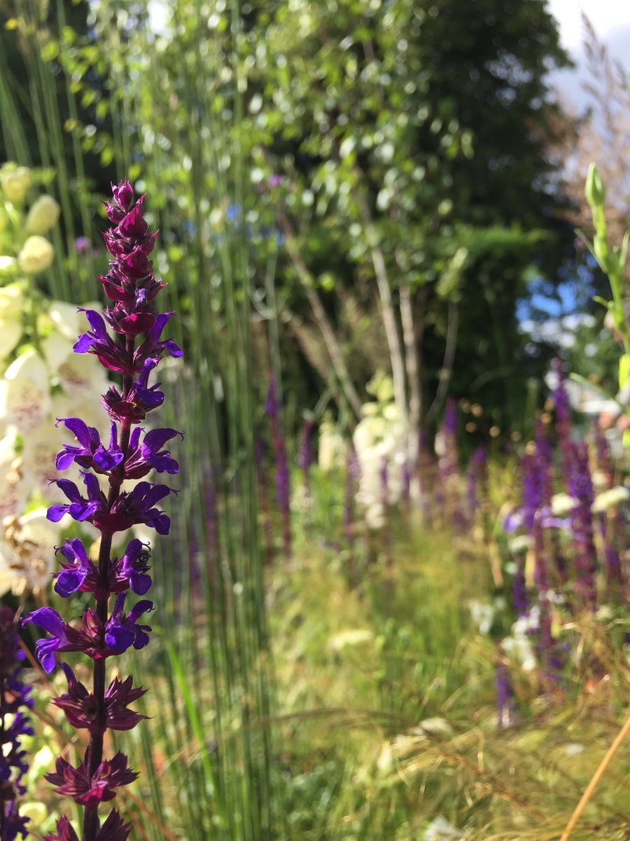 WillWilliamsGD's tweet image. Some of the planting in our @_Streetscape #summerinsussex #RHSHampton garden, thanks @ArchiPlants it looks awesome!