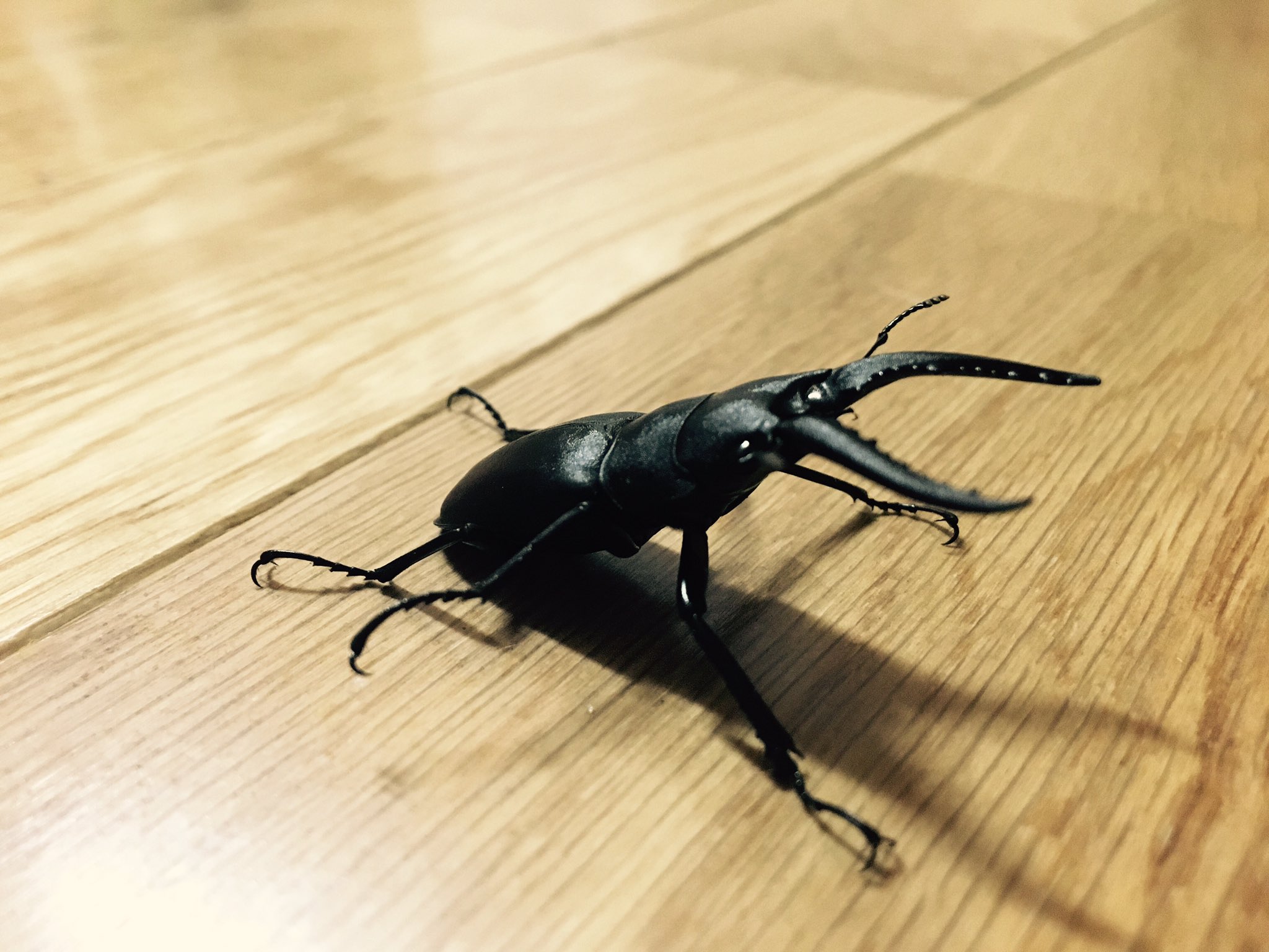たくおっ Twitter ನಲ ಲ ブラックバスも釣れてクワガタもとれた かっこいい でも うどん作るのは難しいと感じたから次はがんばろっと T Co Agnl50vyog Twitter