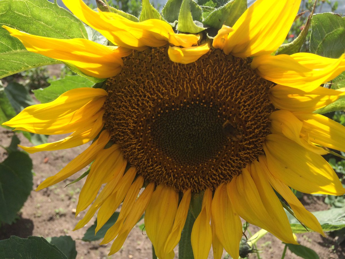 wilma_herms's tweet photo. Ondanks dat we de zon de laatste tijd niet veel hebben gezien. Toch mooie zomer groetjes van Sfeer van Willems. https://t.co/no24X0iv3t
