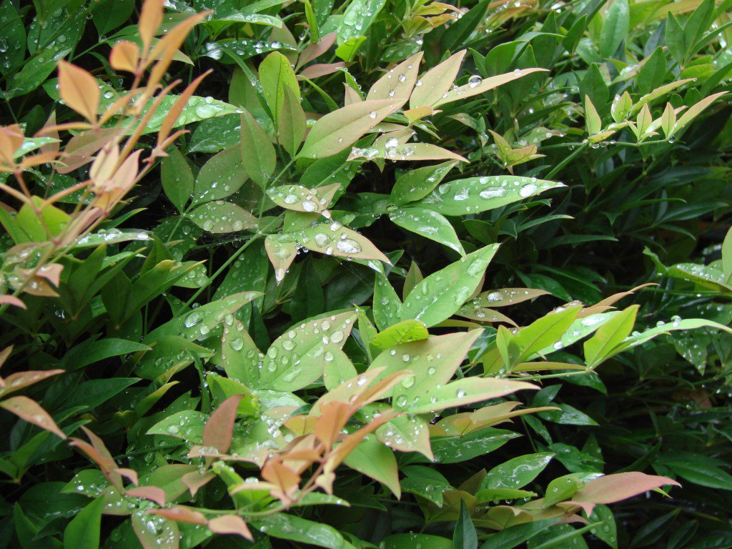 Les 5 arbustes persistants pour l’été 2016 planteetledecor.wordpress.com/2016/07/02/les…