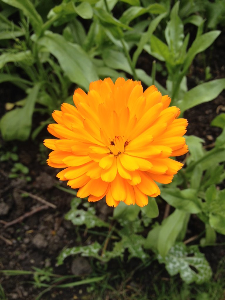 BeaShadeGreener's tweet image. This calendula flower is actually 100s of flowers! #WeledaInsight