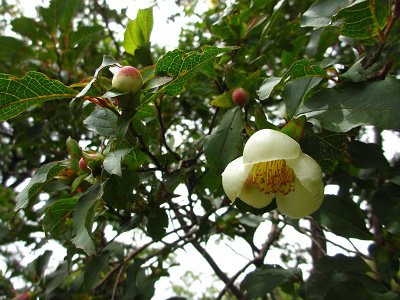 ヒメシャラとは 人気な庭木の特徴や育て方 花言葉や枯れる原因を解説 暮らし の