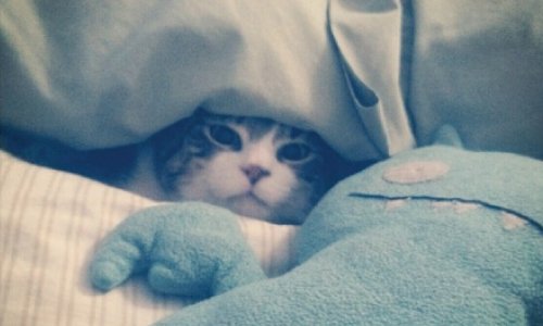 CatFoodBreath's tweet photo. #tourdecouch breaking news update:  Fallen object traps athlete.  Warning: graphic photo.
#tour2016
#AgonyofDefeat https://t.co/bjpSGX4R3I