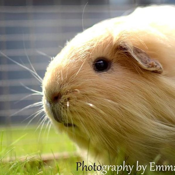 HomeyPet's tweet photo. Looking to #adopt a #GuineaPig? Meet Tonto in #Yorkshire! https://t.co/Gs1EBYSihj #GP #Sheltie #Rescue https://t.co/7LKQsvmyxf