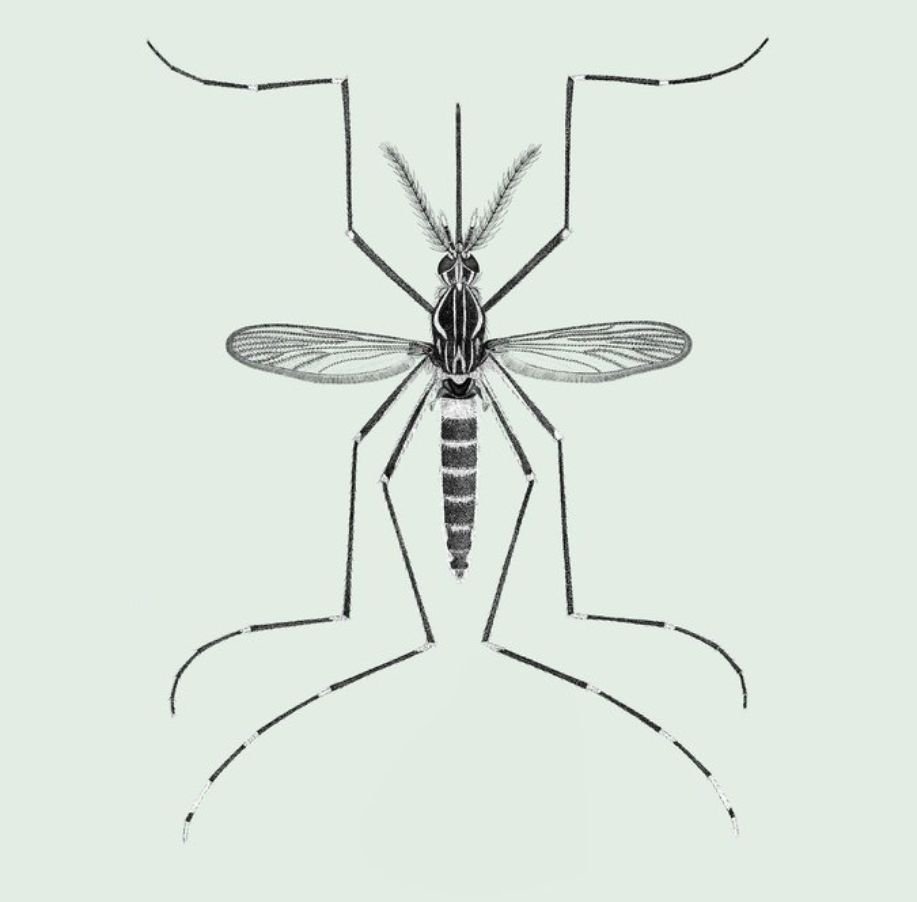 Комары рода Aedes
