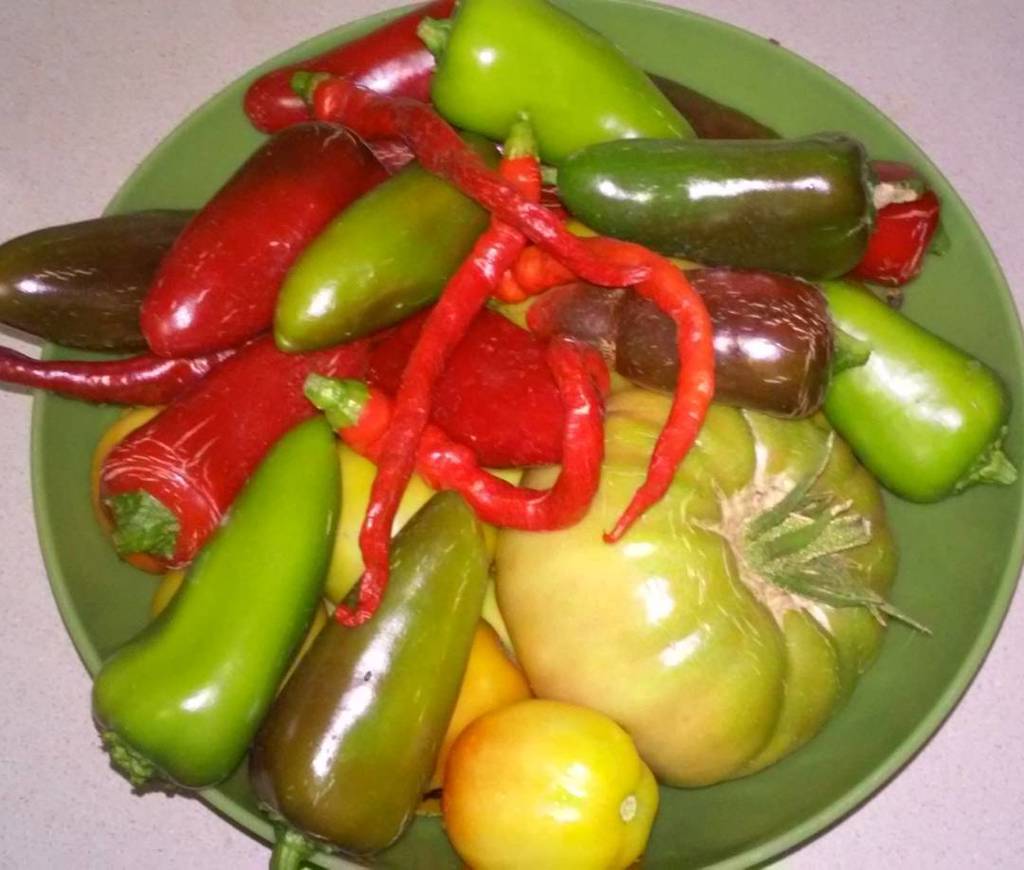 SeedsinDirt's tweet photo. Sweet Banana, Jalepeno and Cayenne peppers and Black Krim tomatoes... https://t.co/178vBx09JY