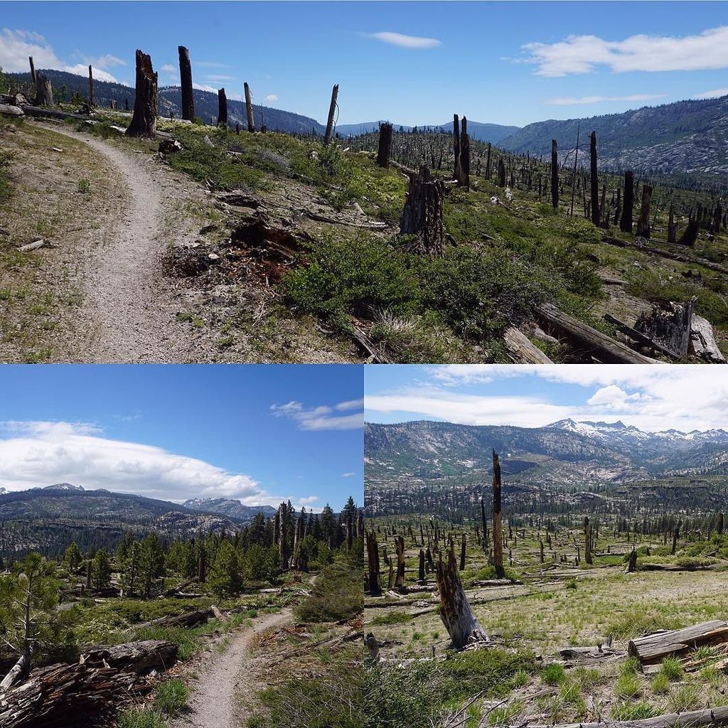 thomasgrahammtn's tweet photo. Blowdowns for miles from 180 mile an hour wind gust up canyon #pct2016 #backpacking #backc… https://t.co/aWo6Y2JsA8 https://t.co/UkCCbELXLO