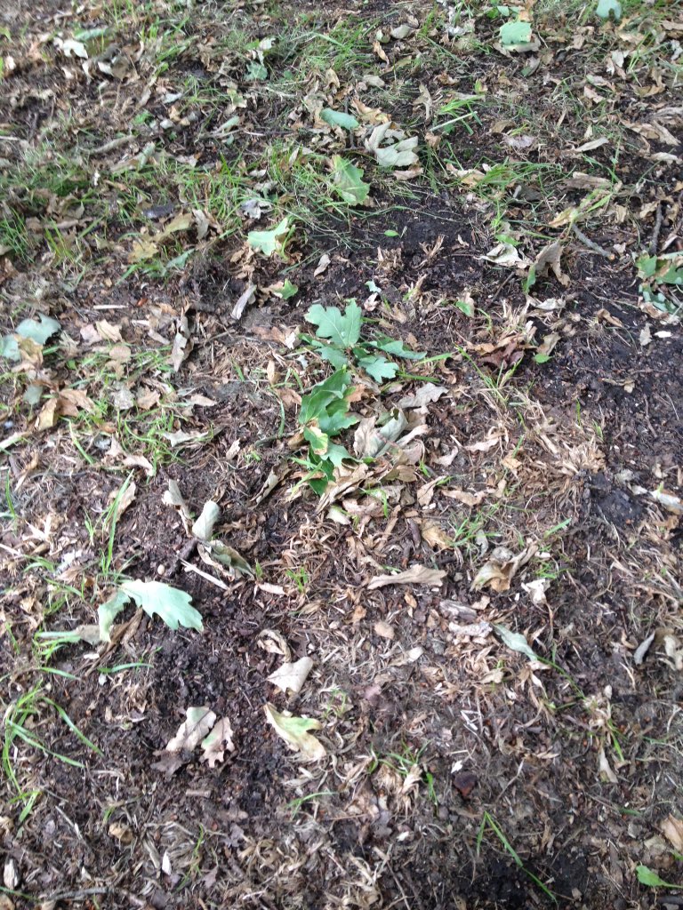 BeaShadeGreener's tweet image. Never thought of soil as being "the earth's living skin". Great description from Claire @WeledaUK #WeledaInsight