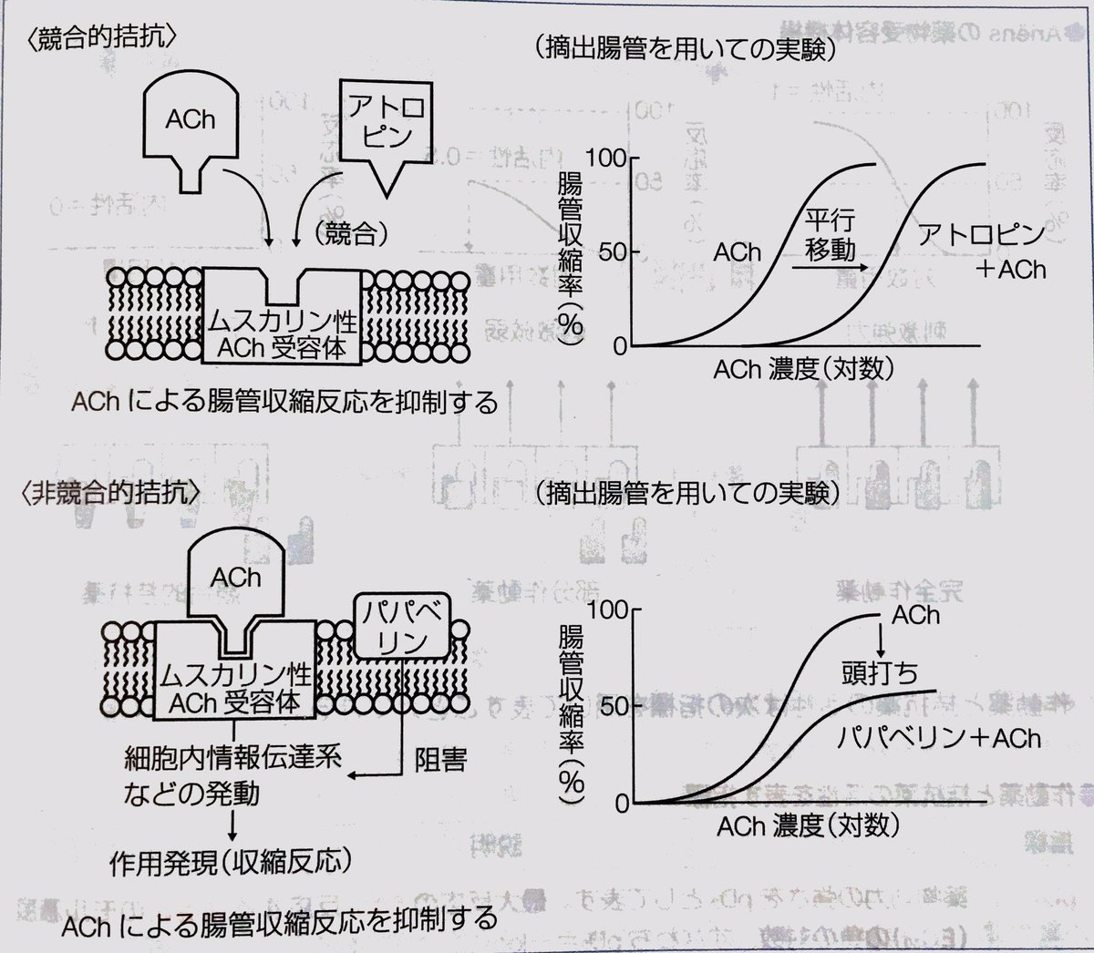 パパベリン 作用機序 アセチルコリン パパベリン 作用機序 アセチルコリン