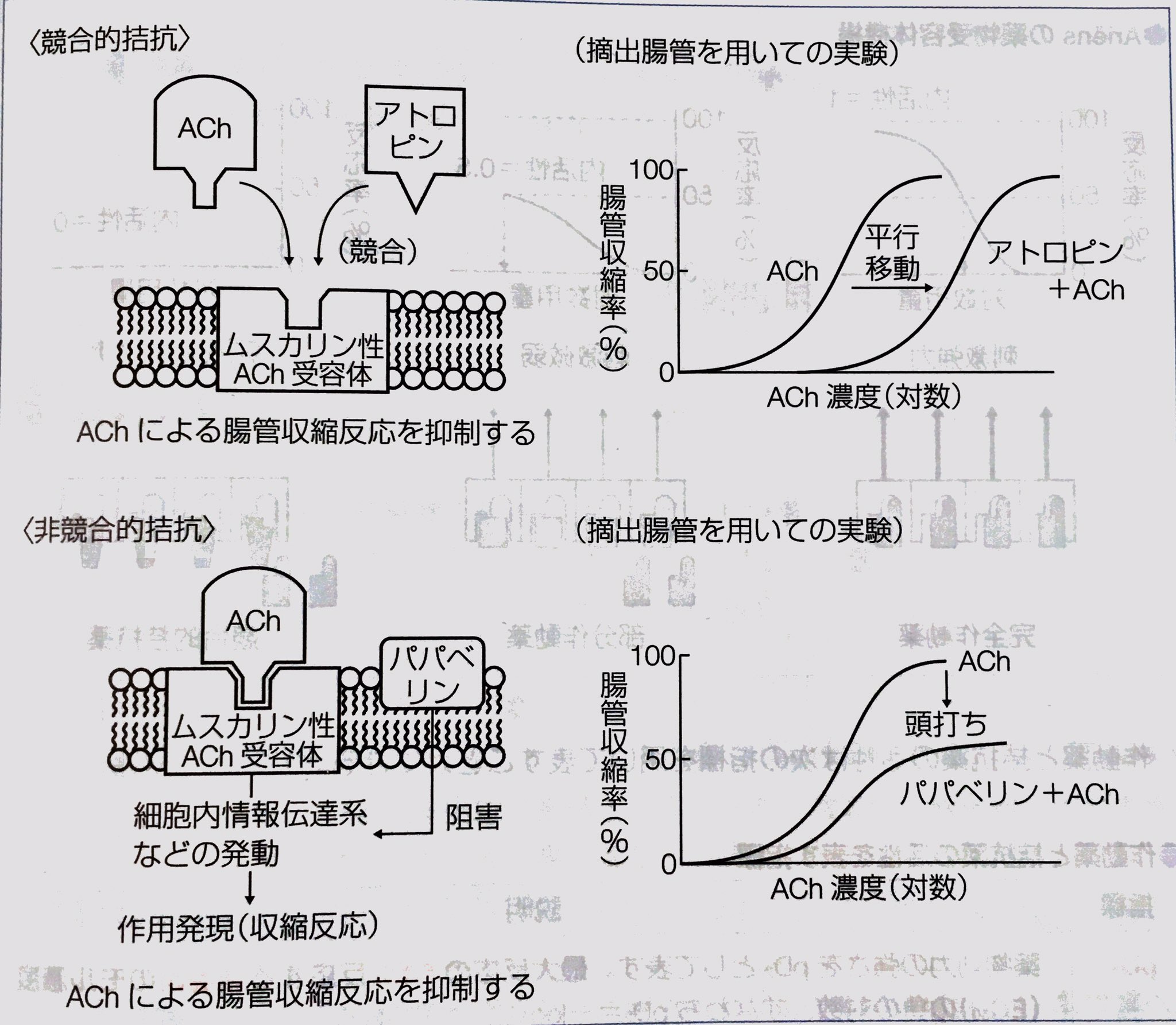 のぐゔぃしゃす 24loud Twitter