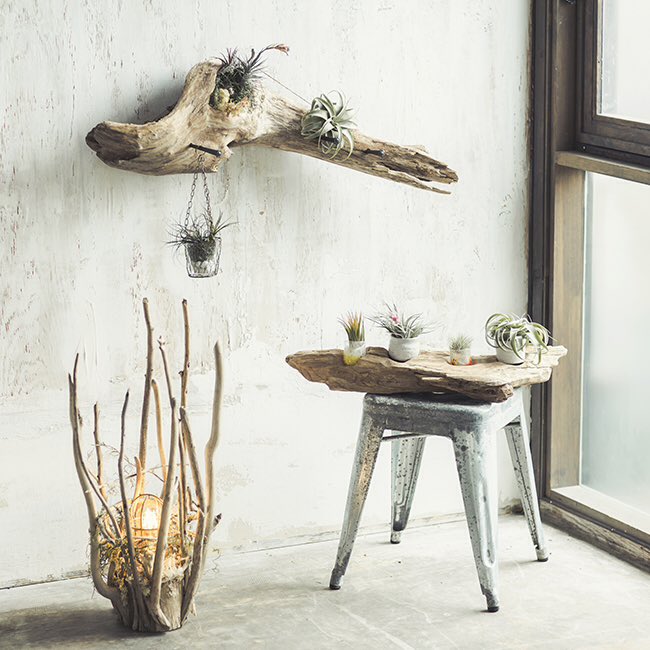 Ao アオ 流木インテリア Ao Driftwood Twitter