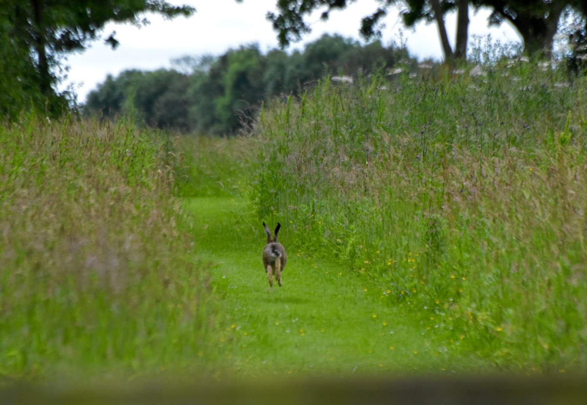 countrymousie's tweet photo. My sightings of hares today were much the same #tailview @DailySUFFOLK #onthefarm @wildlife_uk #camerashy #Suffolk https://t.co/tdr5WisuZv