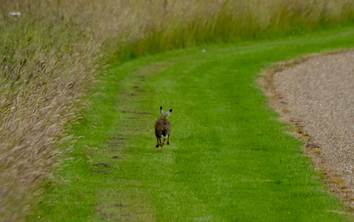 countrymousie's tweet photo. My sightings of hares today were much the same #tailview @DailySUFFOLK #onthefarm @wildlife_uk #camerashy #Suffolk https://t.co/tdr5WisuZv