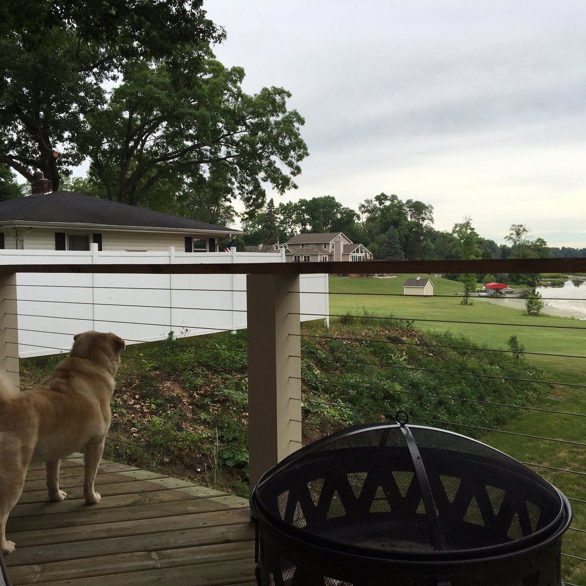 LoriHiscock's tweet photo. She let the geese, chipmunks and deer go by this morning but the second a bunny shows up - BAM!  Attack dog. https://t.co/nrBJyFHDan