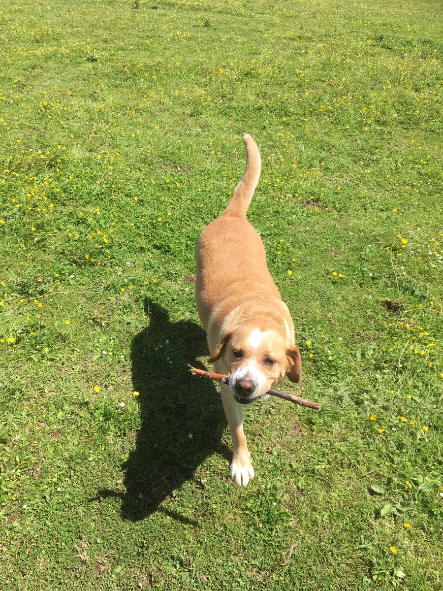 AshOSul's tweet photo. Country living is tiring, time for a midday nap! #naptime #Labrador #whippet https://t.co/tylPj7xAH2