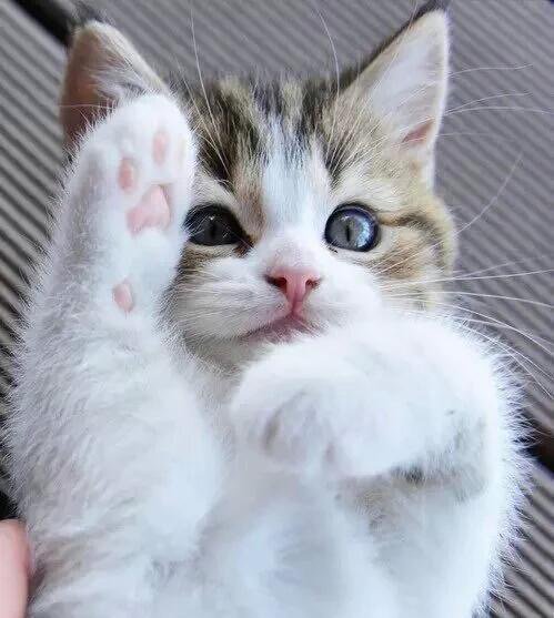 ameliasn27's tweet image. Igual para ti muñeca @IzEadt @caitorosales @helenmblanco @hexe_anony @ESerranita @Avargas2403 #EADT656