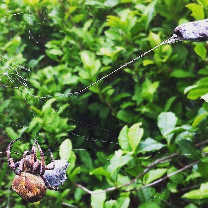 SoGuideFrance's tweet photo. #corea #jejudo #tea #nature #bio #life #spider #soguide #inguidewetrust #careful https://t.co/Uv964DYSP4