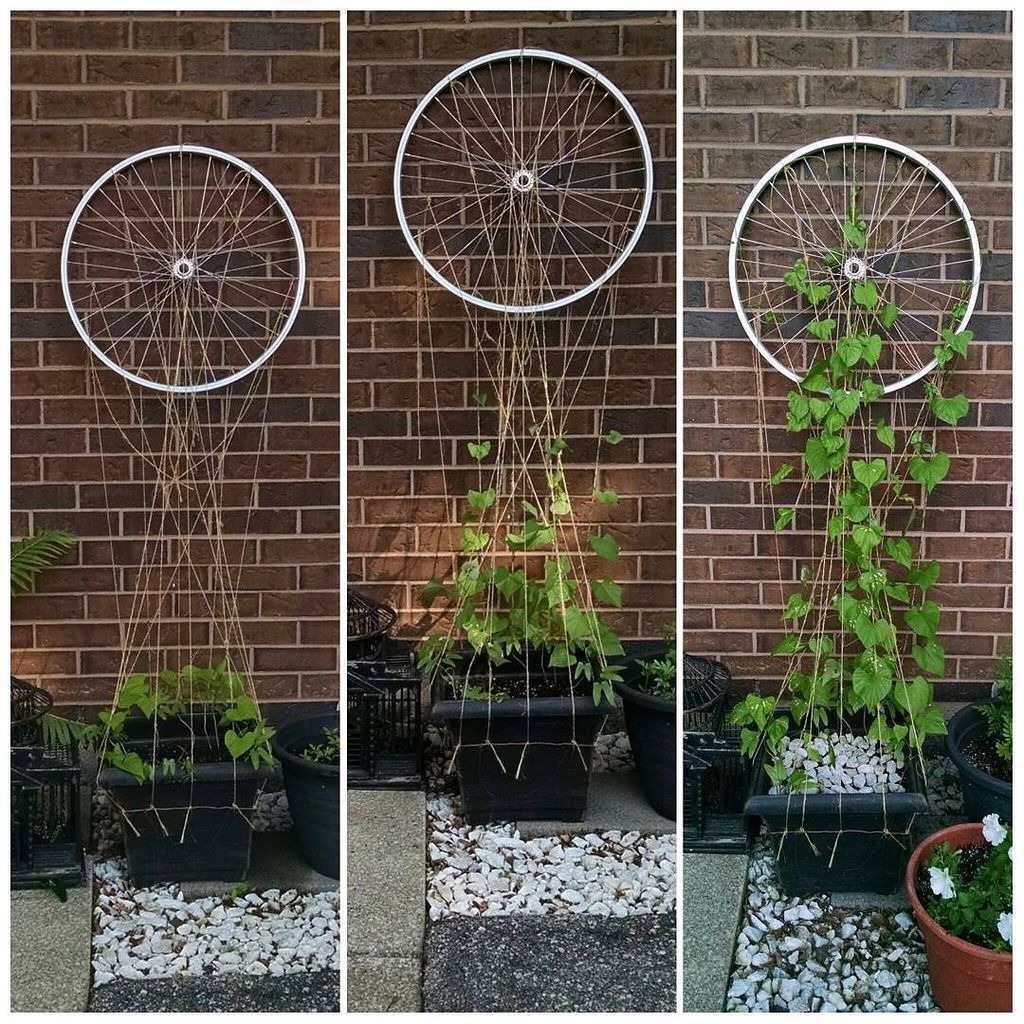 Trellis progress ift.tt/29eKH1e