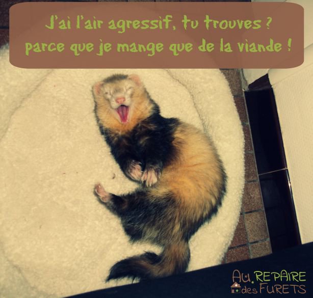 ElodieRep's tweet photo. Alimentation du #furet https://t.co/mBy0XoT9XB https://t.co/e1gd62AyMj