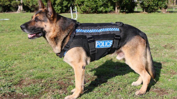 DogRealStory's tweet photo. Police dogs get stab-resistant harnesses - https://t.co/7GMl9WrQPu - https://t.co/Zx1Nm1K17i #DogRealStory https://t.co/JJ9gdJuFIx