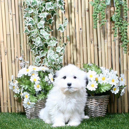 Boomer_pups's tweet photo. Boemer Juppa € 450,00 Teefje Bont #Kennel #Fokker #Pup, https://t.co/MoTl9b5yOP https://t.co/ITiGi0yUzT
