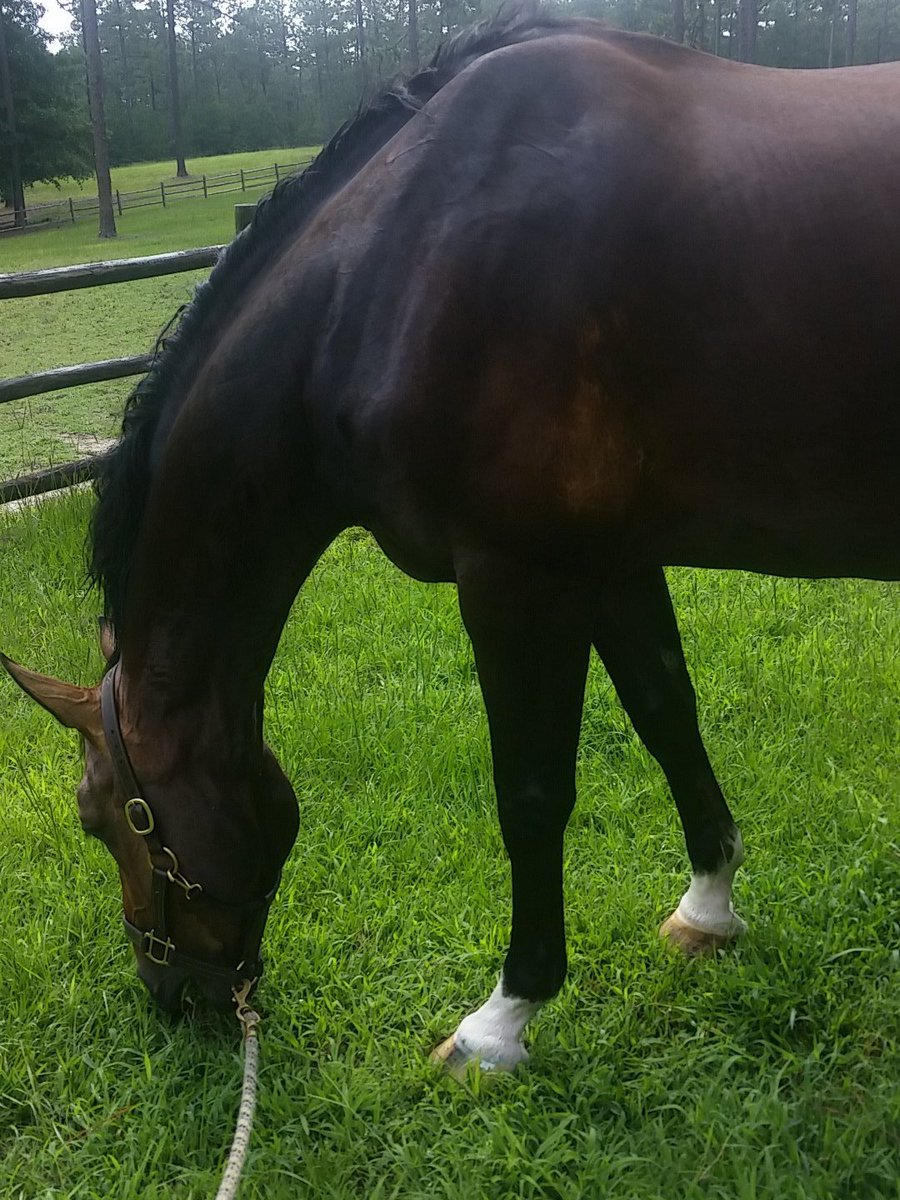 luvpines's tweet photo. #eventer #SouthernPinesLife https://t.co/WxXkFabFLc