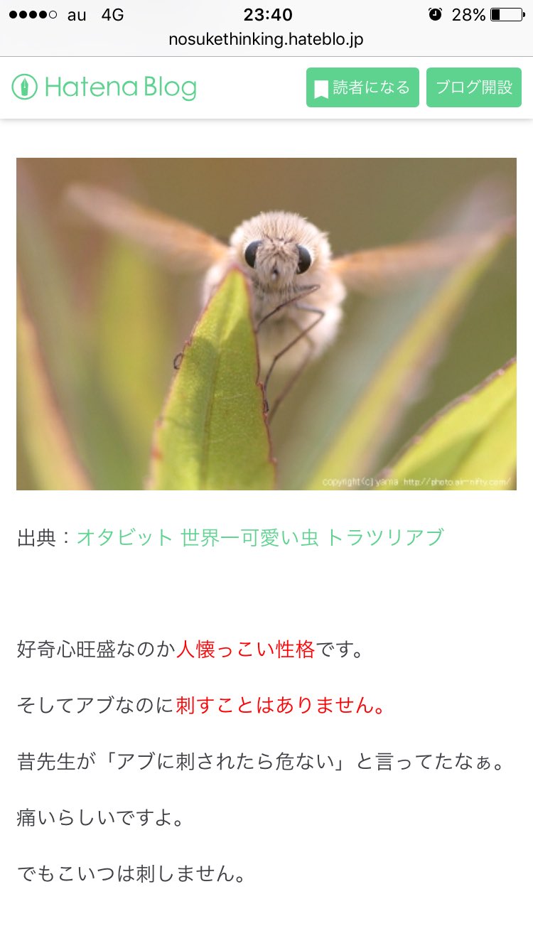 ななし アブリーのモデルになったトラツリアブが可愛いすぎる 大きさも10mmと小さく モコモコしたボディがとても愛らしいです 数はかなり少ないですが 日本にも生息しているみたいです T Co Vapvbfz3cl Twitter