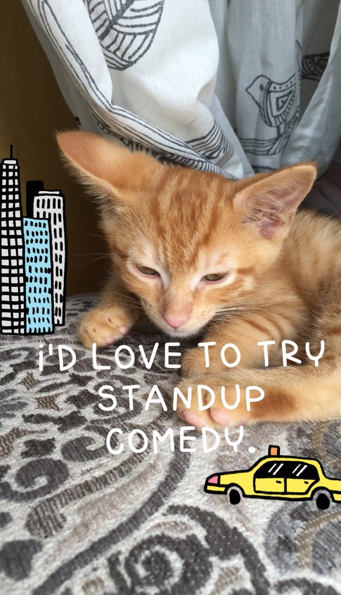 I made this with a foster kitten, and the <a href="/telekitty_app/">Telekitty</a>. Check it out on the App Store!