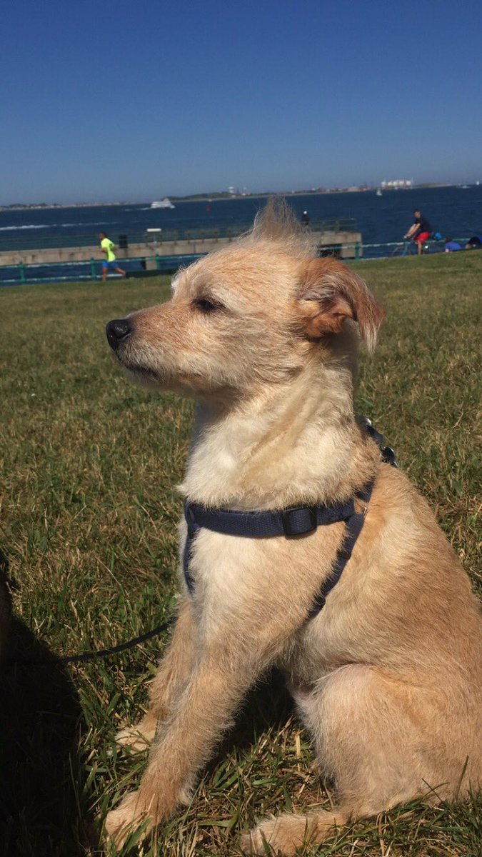 nickmarotta3's tweet photo. @mikeroweworks I think my boy Riggs might be Freddy's mohawk sportin cousin https://t.co/UKdCHBy5Uy