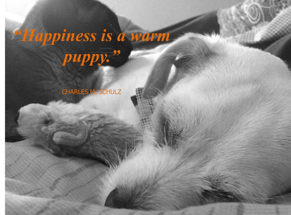 SpeedDatingPDX's tweet image. #happiness #puppy #love