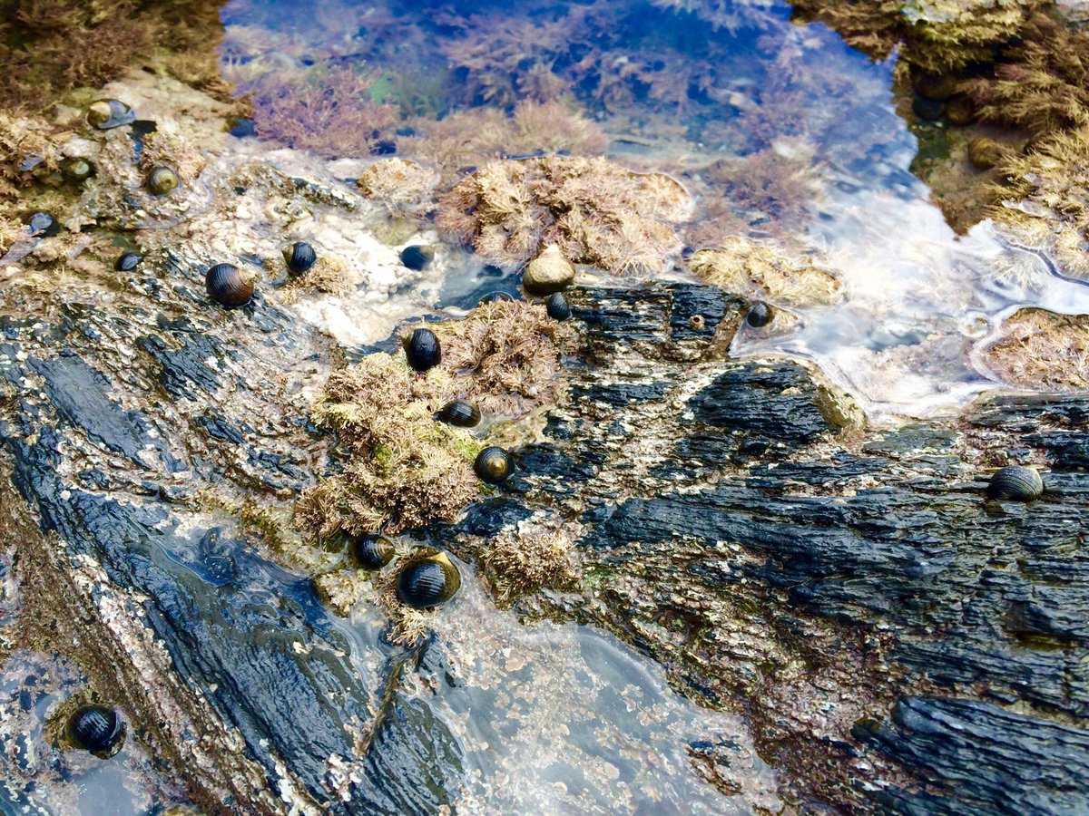 #Rockpool #foraging #Borth #Ceredigion #seasideadventures