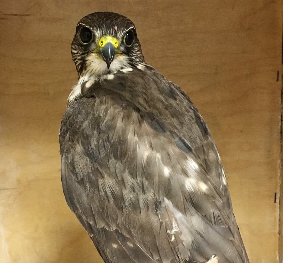 salthaven_org's tweet image. Here is a #merlin that came to Salthaven with symptoms of a #WindowStrike