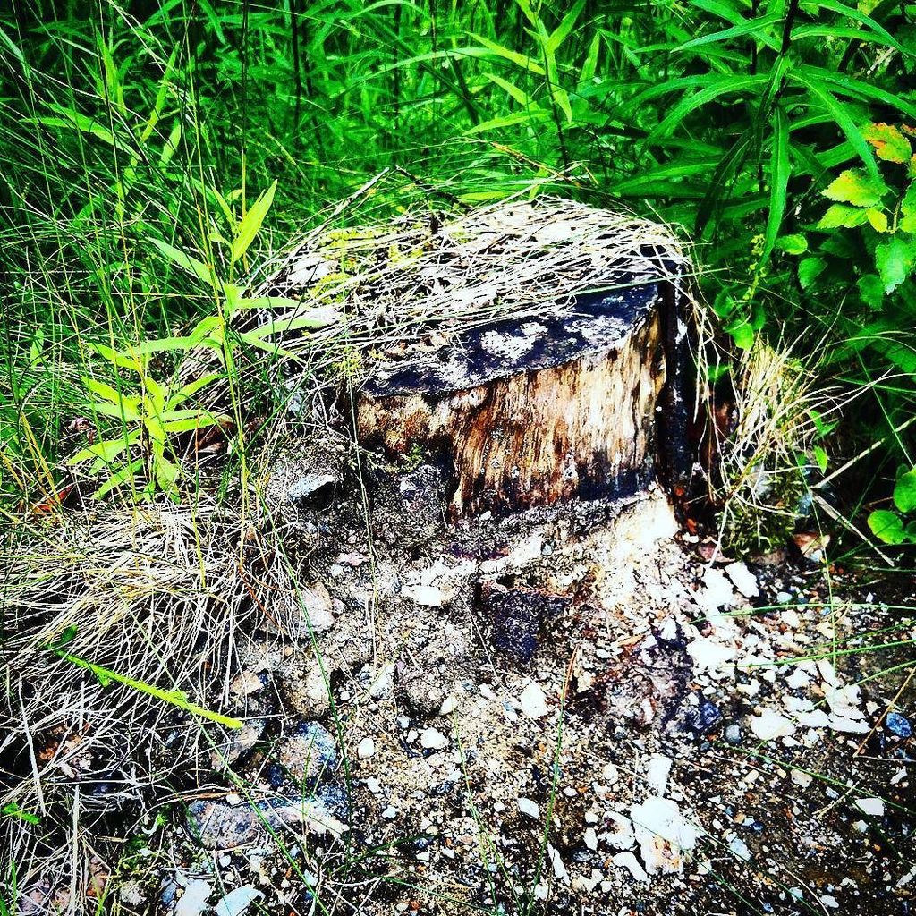 Zer0orb's tweet photo. Eukonkannon MM-kisat #eukko #kanto #mm #kisat #nature #amputatedtree https://t.co/e1ME1AHcLR