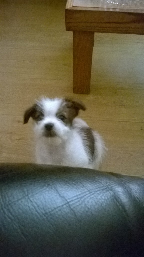 lisareilly19's tweet photo. Frankie cheeky pup https://t.co/wX9yHy6C9q