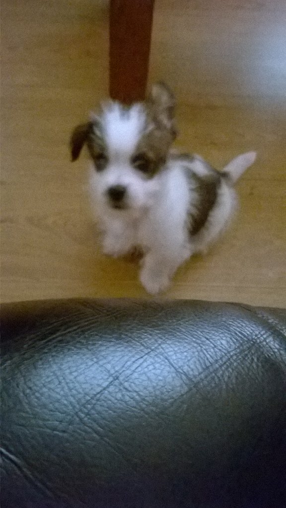 lisareilly19's tweet photo. Frankie cheeky pup https://t.co/wX9yHy6C9q