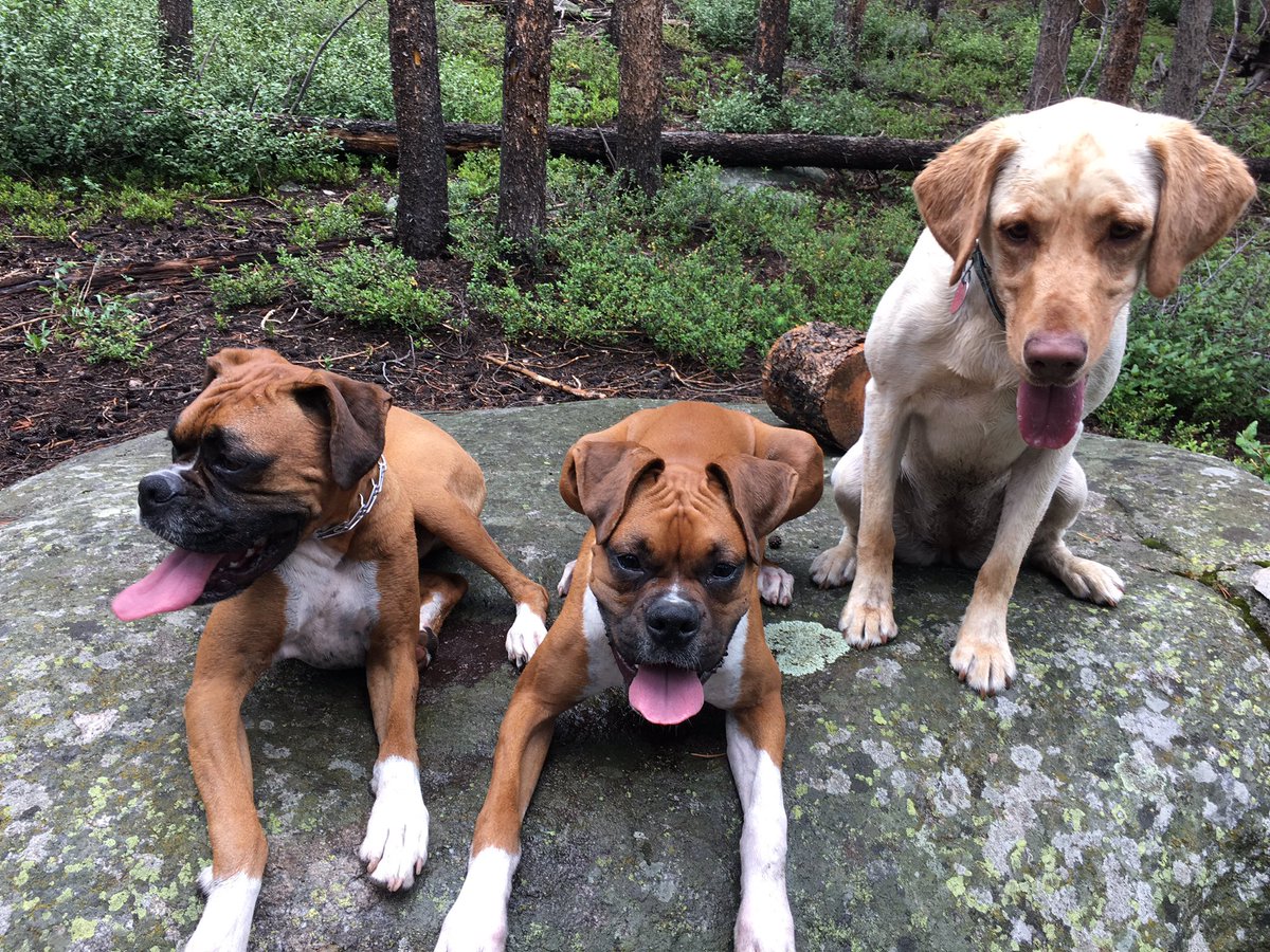 simplysoozee's tweet photo. Just me and these three. #oscarandmaddie #2boxersandalab https://t.co/AH81YJHkIz