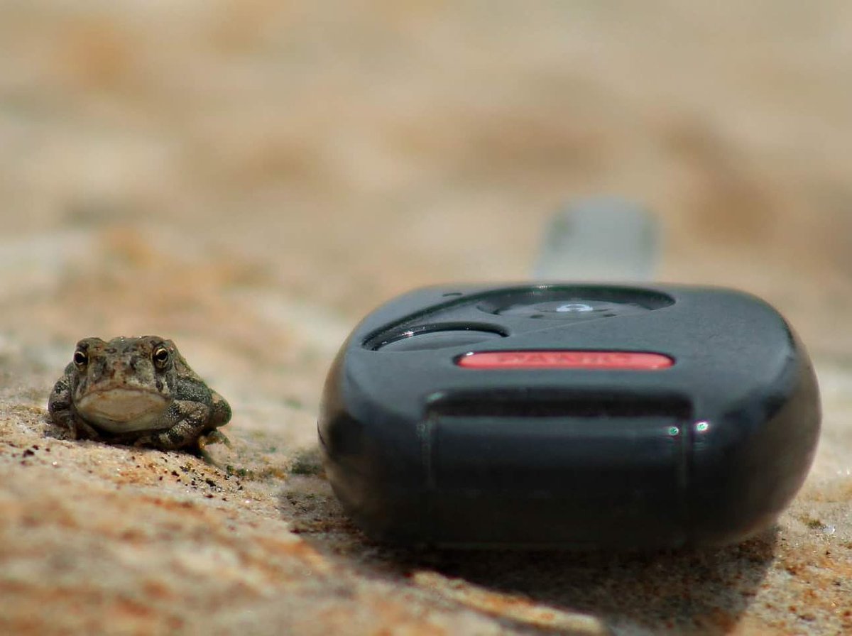 librarybecky's tweet photo. #cy365 183/365 POTD: Estimate. Tiny frogs hopping all over the desert today. Car key for scale #westerncolorado https://t.co/3apChCQEAe