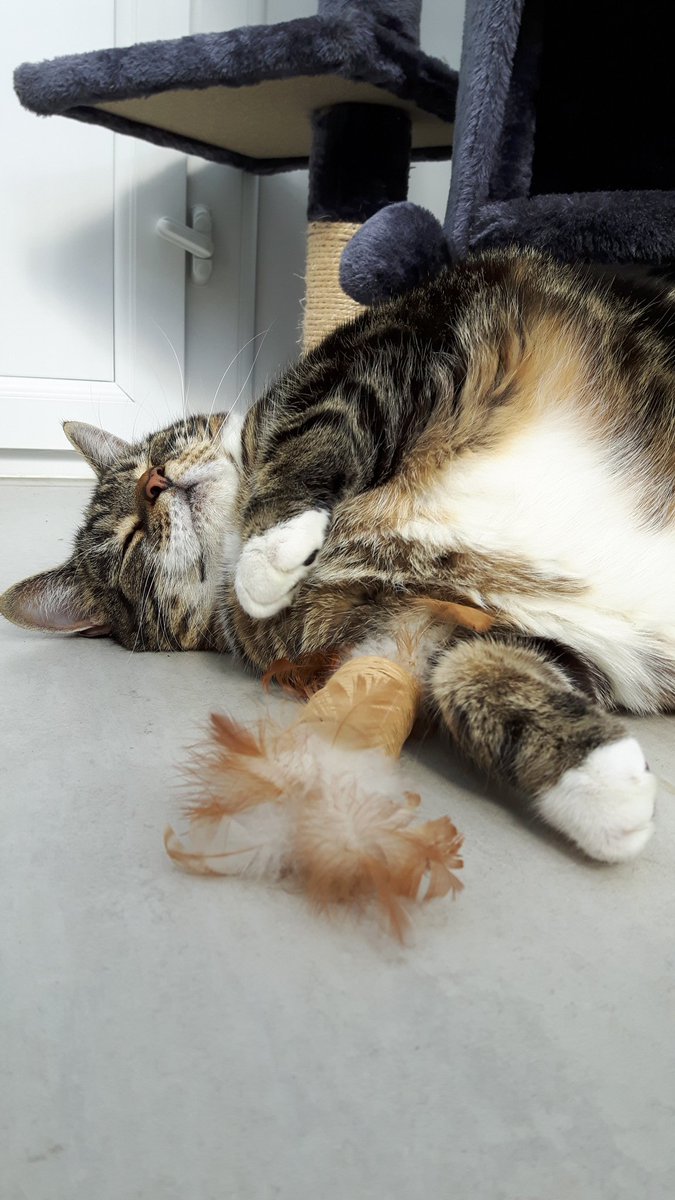 Coco is definitely feeling relaxed! #Caturday #cattery #northallerton #cats #CatsOfTwitter